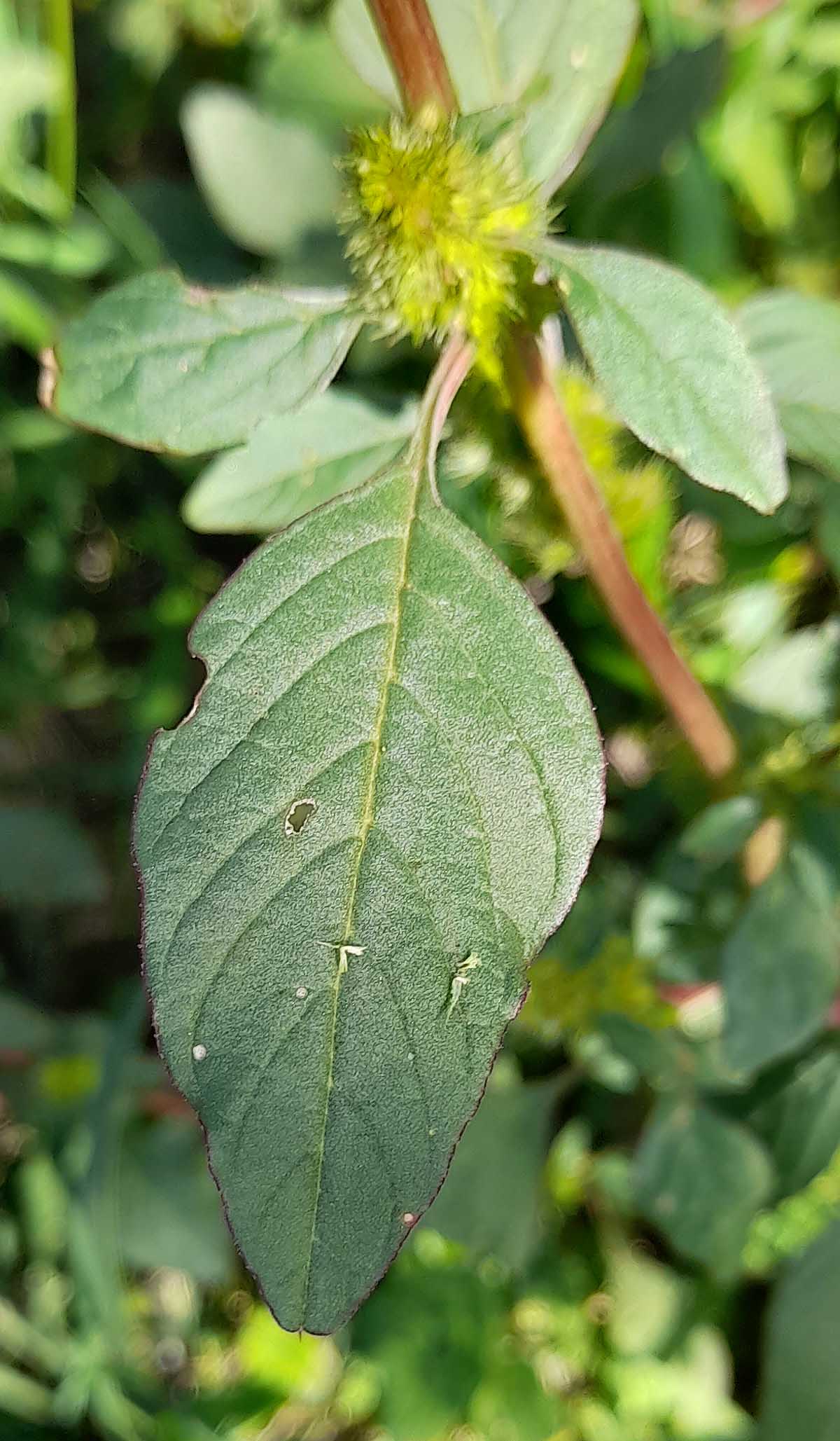 Amaranthus sp.
